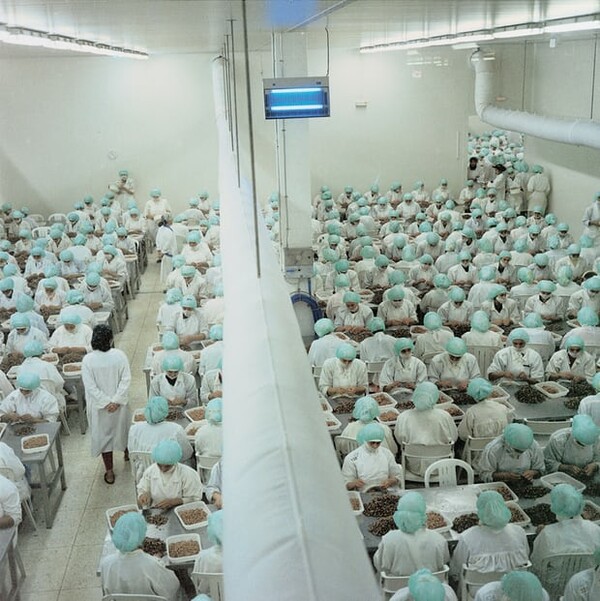 Γυναίκες καθαρίζουν γαρίδες χωρίς να μιλούν - Η ιστορία της φωτογραφίας από ένα εργοστάσιο στη Ταγγέρη