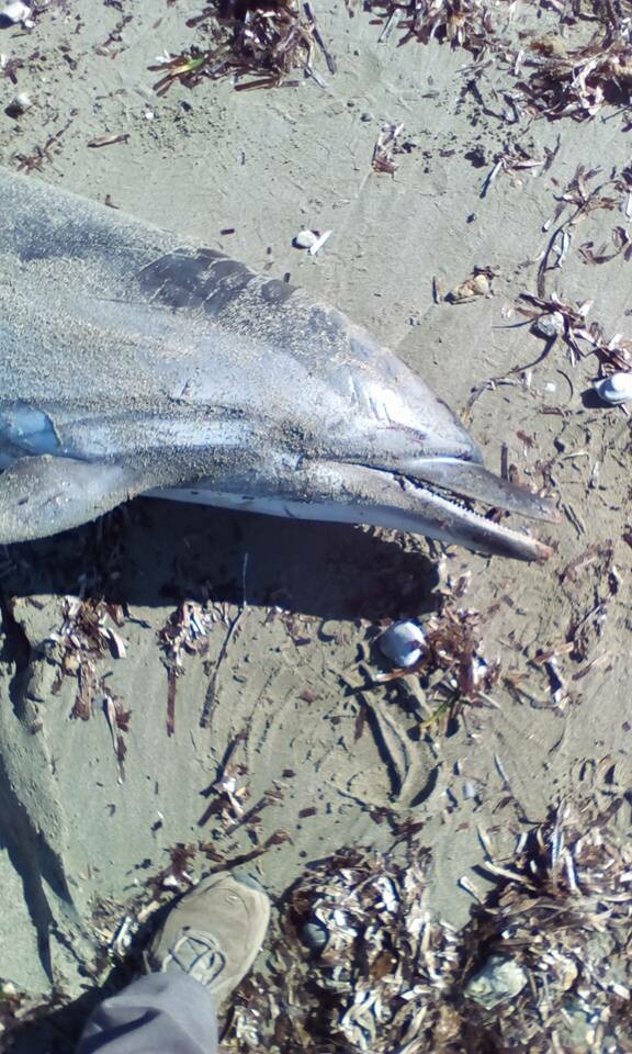 Νεκρό δελφίνι στο Λαγονήσι - Καταγγελίες ότι είναι το δεύτερο σε μικρό διάστημα