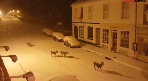 Μια οικογένεια ελαφιών στη Σκωτία απολαμβάνει τη βόλτα της στη χιονισμένη πόλη - ΒΙΝΤΕΟ