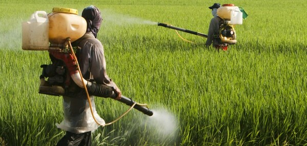 Η αμφιλεγόμενη και χαρακτηρισμένη ως πιθανώς καρκινογόνος γλυφοσάτη πήρε έγκριση για 5 χρόνια στην Ε.Ε.