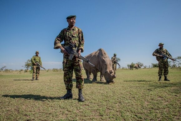 Sudan: O τελευταίος αρσενικός λευκός ρινόκερος στον πλανήτη