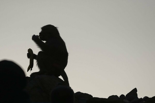 Μαϊμού άρπαξε μωρό μέσα από σπίτι - Το παιδί βρέθηκε νεκρό σε πηγάδι την επόμενη μέρα