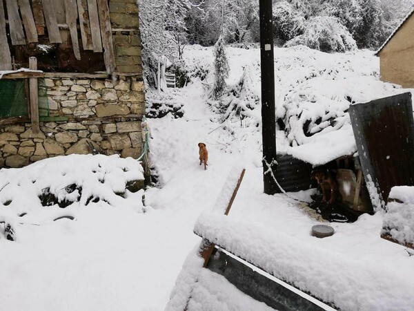 Κυνηγός υποστηρίζει ότι ο σκύλος που έριξαν οι φαντάροι στον γκρεμό είναι δικός του