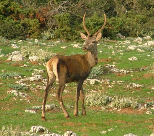 Τα μεγαλοπρεπή κόκκινα ελάφια της Ελλάδας απειλούνται με εξαφάνιση