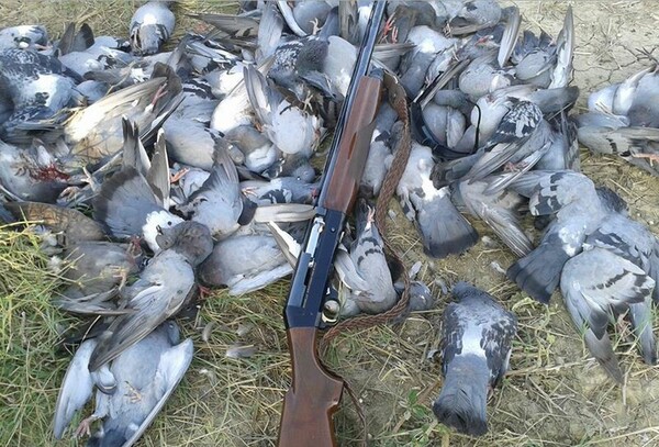 Κυνηγοί απ’ την Ζάκυνθο ζητούν από τον Κοντονή να κάνει τα στραβά μάτια για να εξοντώνουν πουλιά ανενόχλητοι