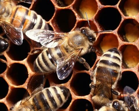 Οι μέλισσες μπορούν να αναγνωρίσουν ανθρώπινα πρόσωπα