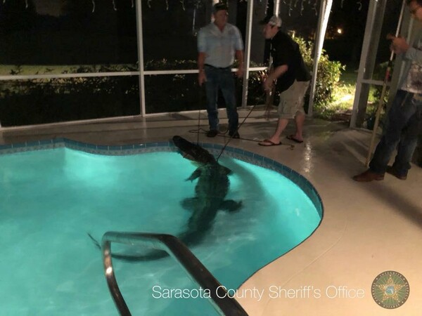 Αλιγάτορας τριών μέτρων εισβάλλει σε πισίνα σπιτιού στη Φλόριντα