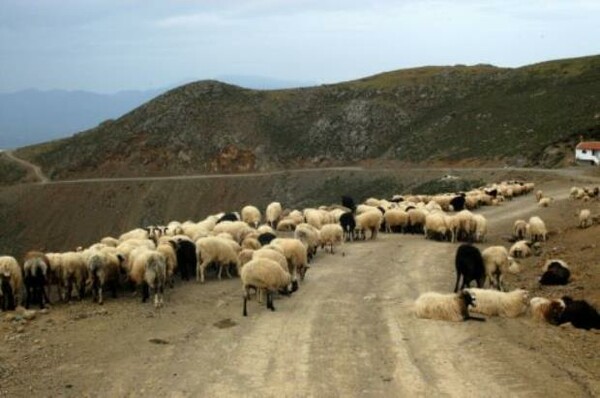Πρωτοφανές περιστατικό στην Κρήτη - Έσφαξαν 100 πρόβατα για εκδίκηση
