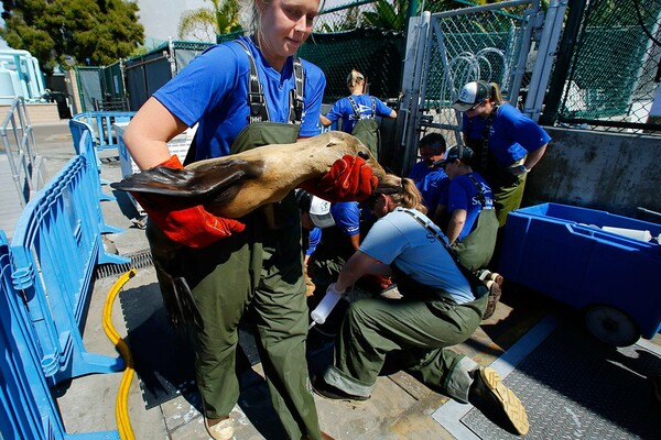 Χιλιάδες νεογνά θαλάσσια λιοντάρια λιμοκτονούν στις ακτές των ΗΠΑ