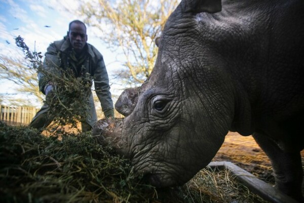 Sudan: O τελευταίος αρσενικός λευκός ρινόκερος στον πλανήτη