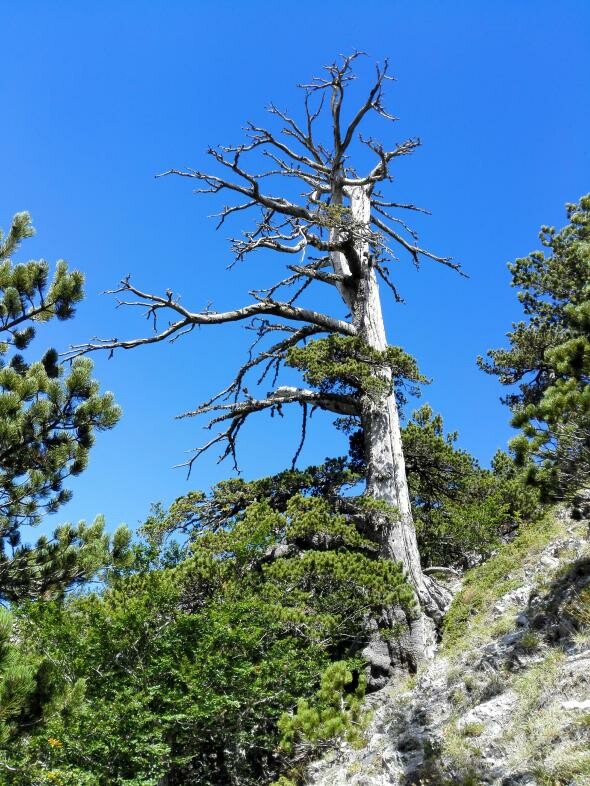 Βρέθηκε το αρχαιότερο ζωντανό δέντρο της Ευρώπης