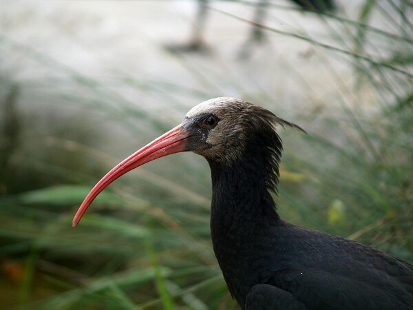 Σπάνιο πτηνό απειλείται με εξαφάνιση από την επέλαση των τζιχαντιστών στην Παλμύρα