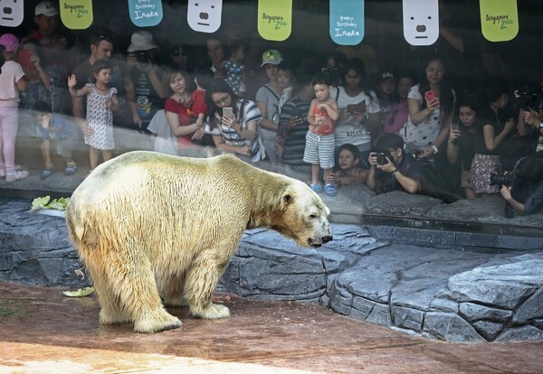 Πέθανε η μοναδική «τροπική» πολική αρκούδα