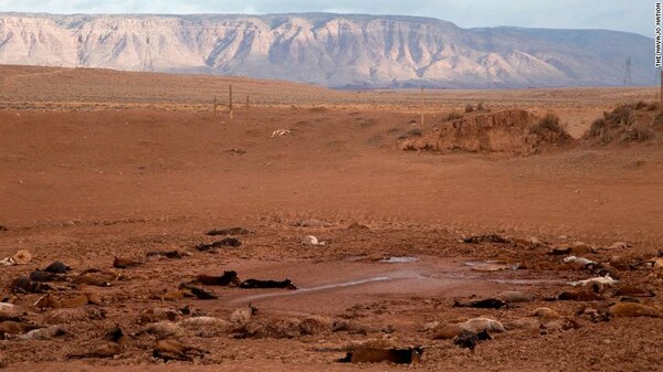 Σχεδόν 200 άγρια άλογα βρέθηκαν νεκρά στη γη των Ναβάχο στην έρημο της Αριζόνα
