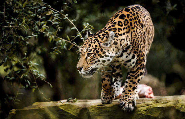 Βρέθηκαν τα άγρια ζώα που το έσκασαν από ζωολογικό κήπο στη Γερμανία