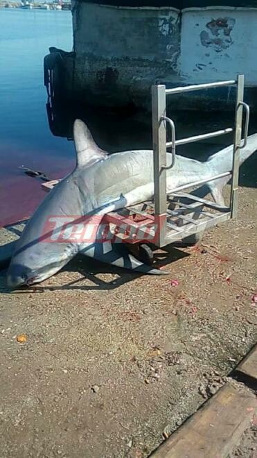 «Ψάρεψαν» καρχαρία 200 κιλών στον Πατραϊκό Κόλπο