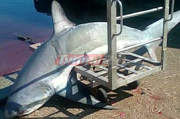 «Ψάρεψαν» καρχαρία 200 κιλών στον Πατραϊκό Κόλπο