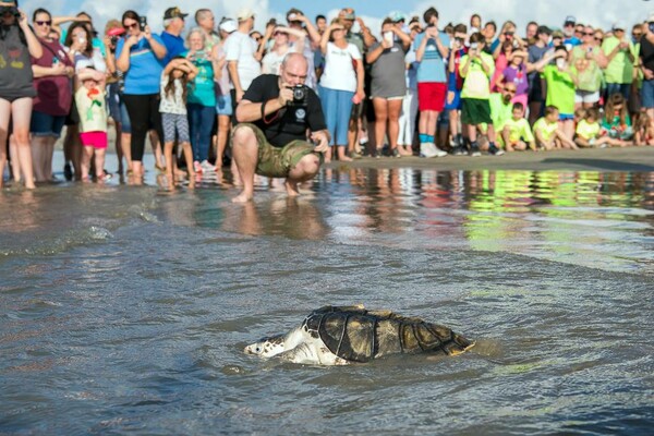 Δεκάδες χελώνες απελευθερώθηκαν στον Κόλπο του Μεξικού- Για τα πλαστικά προειδοποιούν ξανά οι ειδικοί