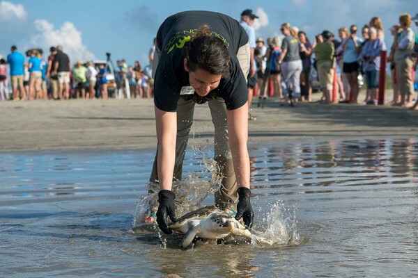 Δεκάδες χελώνες απελευθερώθηκαν στον Κόλπο του Μεξικού- Για τα πλαστικά προειδοποιούν ξανά οι ειδικοί