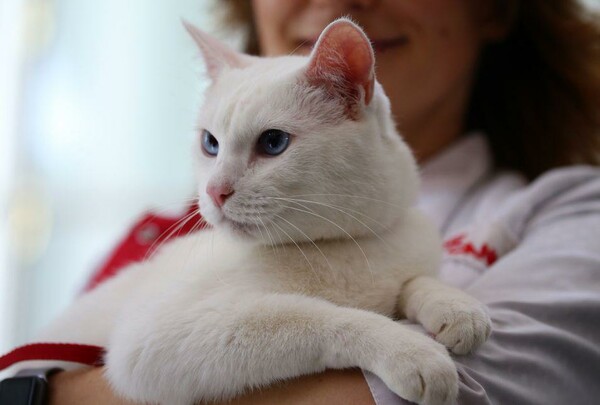 Ο Αχιλλέας, ο γάτος- μάντης του Ερμιτάζ, προέβλεψε ποια χώρα θα νικήσει στον αγώνα Ρωσία- Σαουδική Αραβία