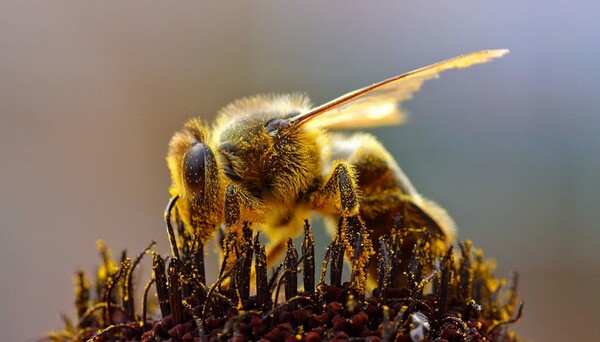 Απόφαση ορόσημο στην Ευρώπη για να σωθούν οι μέλισσες - Απαγορεύουν τρία νεονικοτινοειδή