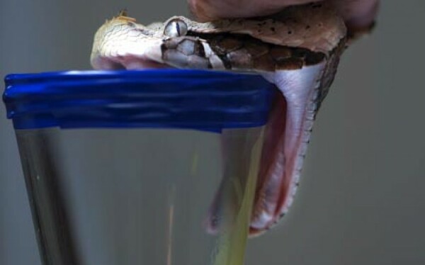 Ένα φίδι κατάφερε με ένα δάγκωμα να σκοτώσει μητέρα και παιδί