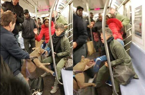 Η στιγμή που ένα πιτ-μπουλ άρπαξε μια γυναίκα από το παπούτσι μέσα στο μετρό της Νέας Υόρκης