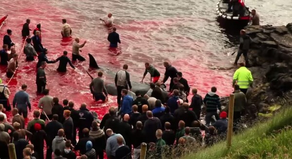 Ακτιβιστές δίνουν στη δημοσιότητα σοκαριστικό βίντεο από τη μαζική σφαγή φαλαινών στα νησιά Φερόε