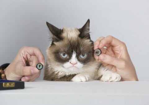H 'Grumpy Cat' είναι το πρώτο ζώο που αποκτά ομοίωμα στο μουσείο της Μαντάμ Τισό