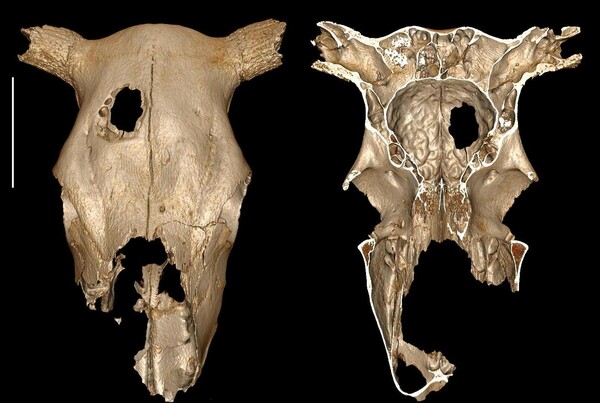 Οι κτηνίατροι του 3.000 π.Χ - Ίχνη πρωτόγονου χειρουργείου σε κρανίο αγελάδας