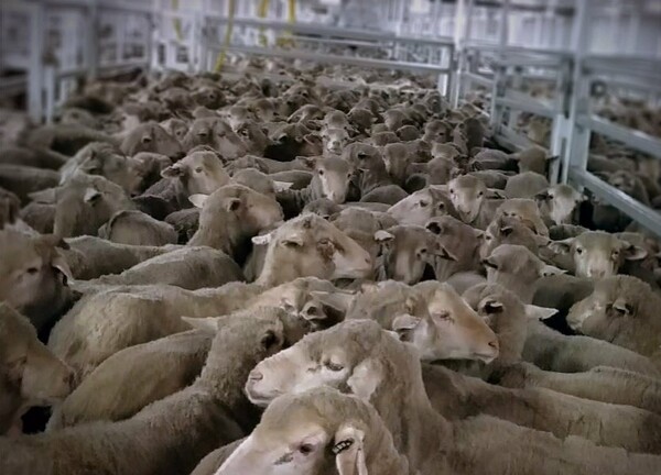 Αυστραλία: Μέτρα για τις εξαγωγές ζώων φάρμας μετά το σοκαριστικό βίντεο με τα στοιβαγμένα πρόβατα σε πλοίο (ΣΚΛΗΡΕΣ ΕΙΚΟΝΕΣ)