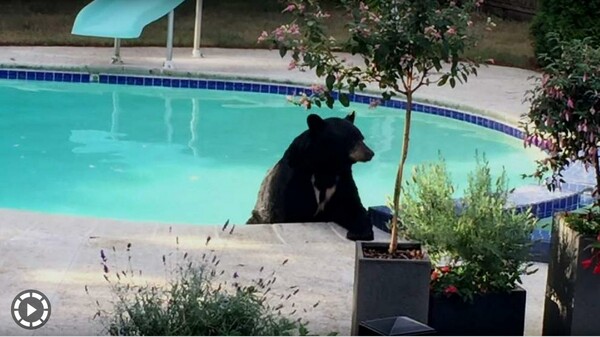 Μαύρη αρκούδα χαλαρώνει σε θερμαινόμενη πισίνα σπιτιού στον Καναδά