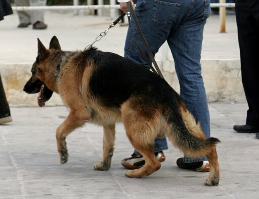 Ένας σκύλος «ανακάλυψε» την απόπειρά απόδρασης των κρατουμένων!