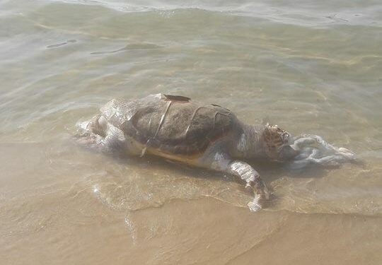 Νεκρή χελώνα ξεβράστηκε στην παραλία της Νέας Χώρας στην Κρήτη