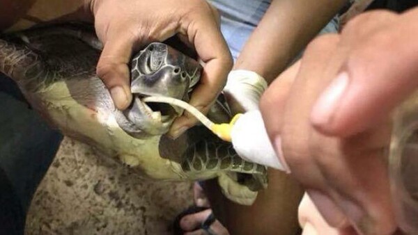 Ταϊλάνδη: Χελώνα πέθανε επειδή κατάπιε πλαστικό - Το στομάχι της ήταν γεμάτο και δεν μπορούσε πλέον να τραφεί