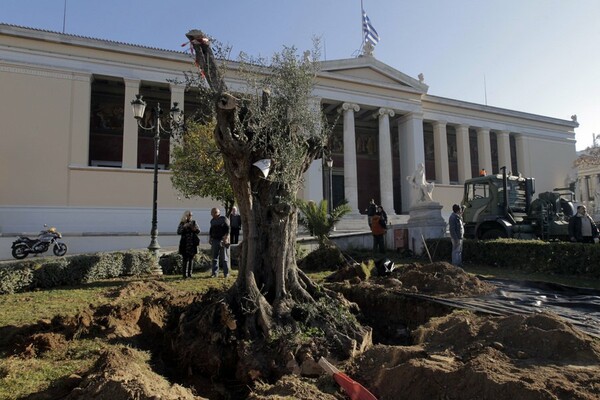 Δύο υπεραιωνόβιες ελιές μεταφυτεύθηκαν σήμερα στα Προπύλαια