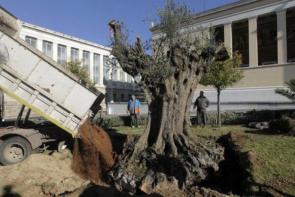 Δύο υπεραιωνόβιες ελιές μεταφυτεύθηκαν σήμερα στα Προπύλαια