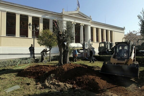 Δύο υπεραιωνόβιες ελιές μεταφυτεύθηκαν σήμερα στα Προπύλαια