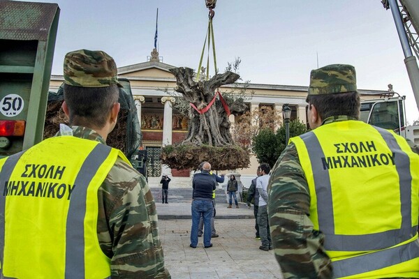 Δύο υπεραιωνόβιες ελιές μεταφυτεύθηκαν σήμερα στα Προπύλαια