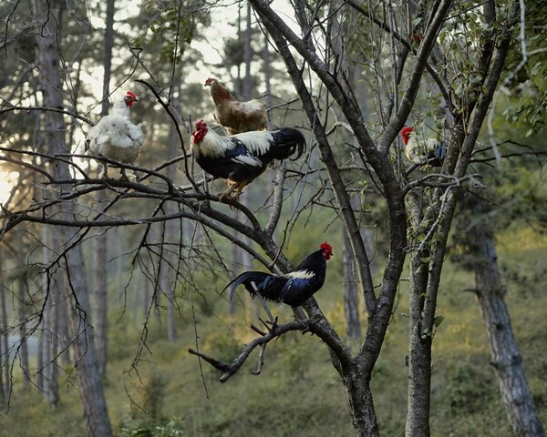 Ο Tamas Dezso φωτογράφισε με λυρικό τρόπο την αγροτική Ρουμανία