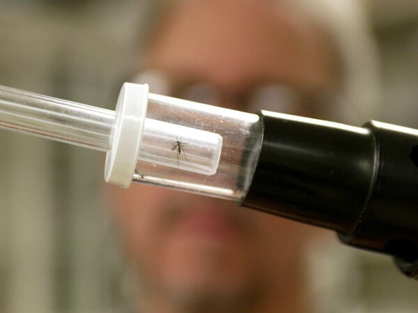 Καμπανάκι για τον ιό του Δυτικού Νείλου στην Ελλάδα: Πώς να προστατευτείτε σωστά από τα κουνούπια