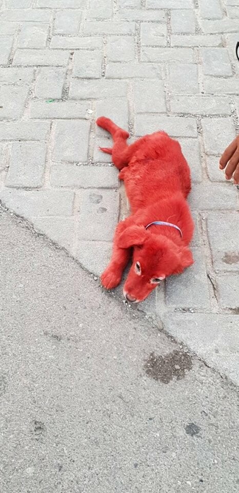 Βρέθηκε κουτάβι βαμμένο με κόκκινη μπογιά σε καταυλισμό στο Σχηματάρι