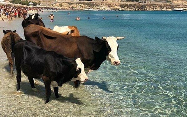 Και ξαφνικά το κοσμικό Καλό Λιβάδι στη Μύκονο γέμισε αγελάδες - ΦΩΤΟΓΡΑΦΙΕΣ