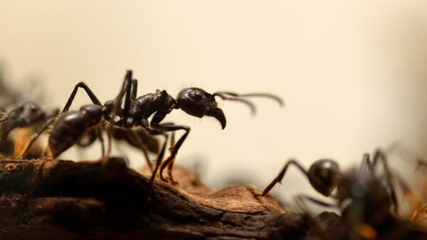 Άνδρας επέζησε 6 μέρες στην έρημο τρώγοντας μυρμήγκια