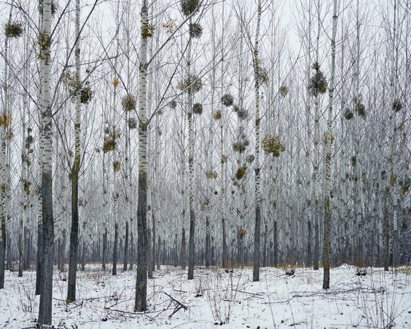 Ο Tamas Dezso φωτογράφισε με λυρικό τρόπο την αγροτική Ρουμανία