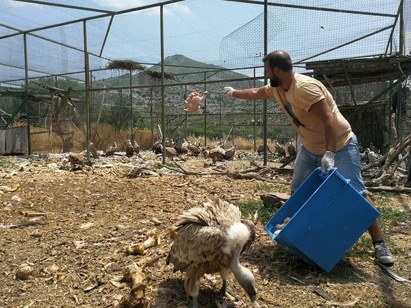 Άγρια ζώα ζουν κάτω από άθλιες συνθήκες στην Αίγινα - Τι καταγγέλλει η ΑΝΙΜΑ