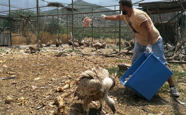 Άγρια ζώα ζουν κάτω από άθλιες συνθήκες στην Αίγινα - Τι καταγγέλλει η ΑΝΙΜΑ