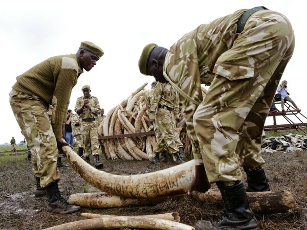 Ανεξέλεγκτο το παράνομο εμπόριο ελεφαντόδοντου στην ΕΕ - Τα νομοθετικά κενά
