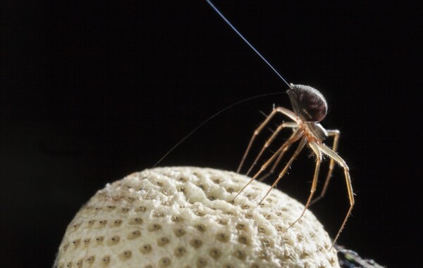 Νέα επιστημονική έρευνα υποστηρίζει πως οι αράχνες μπορούν να πετάξουν