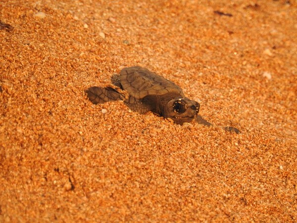 200 νεογέννητες πράσινες χελώνες και καρέτα καρέτα κολυμπούν στη Μεσόγειο (Φωτό και βίντεο)